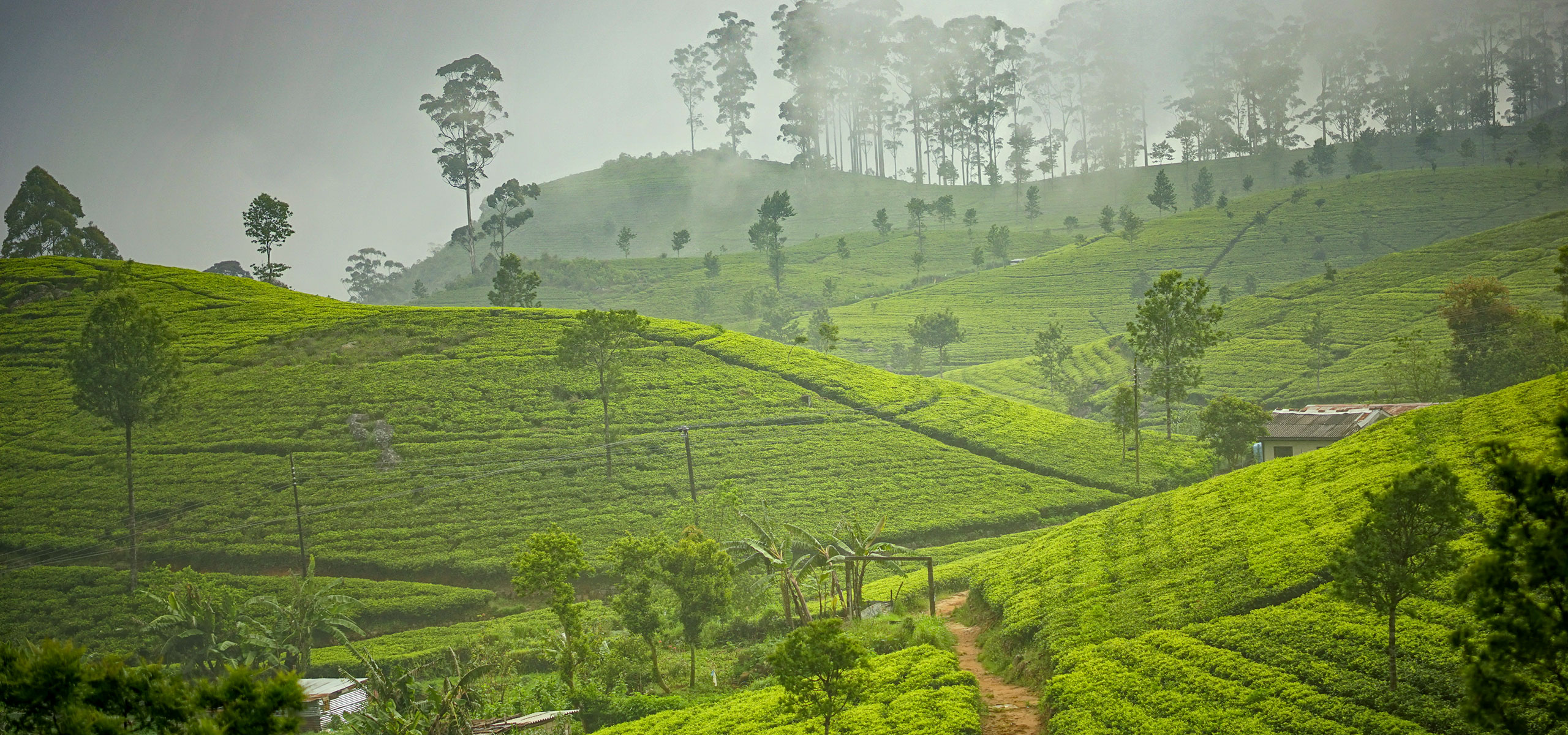 Sri Lanka Tea Board | Official Web Site